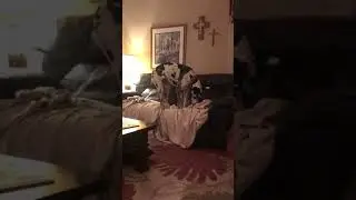 Great Dane bedtime!