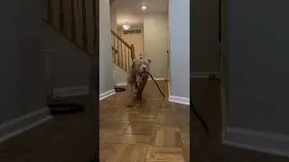 The Best Way To Calm Flex Hyperactive Dogs
