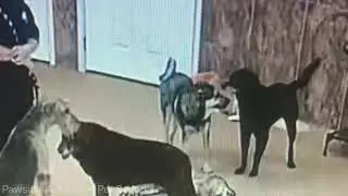 The Art of Flirting - According to dogs