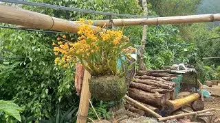 Bán Rất Nhiều Giò Lan Rừng Lai Châu 0912003665