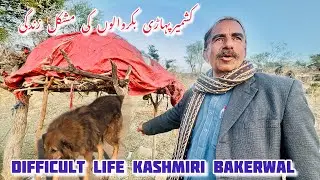 Difficult life of Kashmiri Bakerwal || life of mountain Bakerwal in Kashmir | کشمیر میں بکروالوں کی 