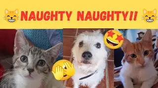 NAUGHTY PET FUN!! 🤣🤣🤣#naughtypets #petlife #funnypets 