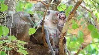 Cute baby Jonna monkey good walking on the tree, Monkey family Jane