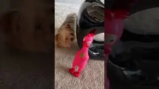 Animolds Squeeze Me Rubber Chicken