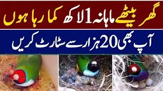 Finch Farming small setup and big Earning business in Pakistan 2026