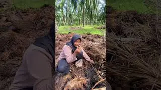 menacri jamur sawit #minivlog #adayinmylife #bolang #berkebun #petualangan