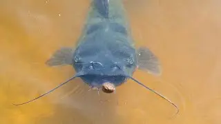 The Catfish Are Starving!