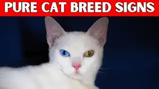Is Your Cat A Pure Breed?