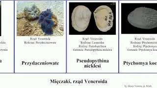 Mięczaki, rząd Veneroida japonica oryza plana mollusca aculeata mercenaria verrucosa solida Ensis