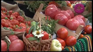 Proizvodnja paradajza u lebanskom kraju
