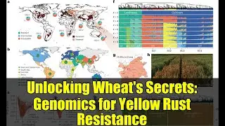 Unlocking Wheat's Secrets: Genomics for Yellow Rust Resistance