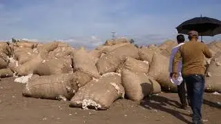 Egyptian Cotton and the CEA