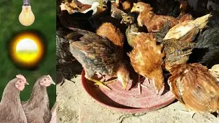 Light Control for Laying Hens |  Lighting Schedule for Layers | Successful Pullets Raising