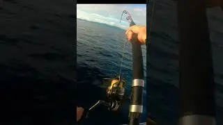 PENN BATTLE III 6000 vs Monster ruby snapper🎣 #fishingclubsorong #shorts #fyp #mancing #mancingmania