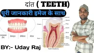 मानव दांत / Human Teeth / Biology /By :- Uday Raj 
