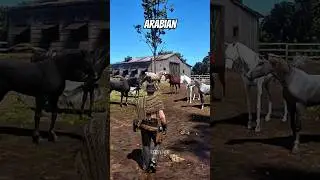 Все места обитания арабских лошадей в Red Dead Redemption 2