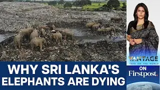 Sri Lanka's Elephants are Dying at Record Rate. Here's Why | Vantage with Palki Sharma