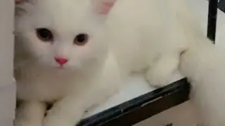 cats funny videos|kittens videos|#catchannel #funnyanimal #newchannel #cat #funnycat #cute