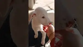Tiere in Not Griechenland e.V. : Nova I