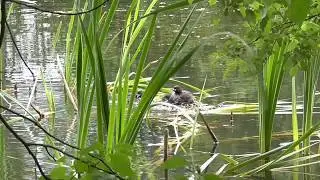 little grebe , floating nest