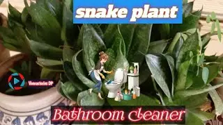 Snake plant type 2 / పాము మొక్క పెరిగే విధానం మరియు ప్రయోజనాలు 
