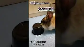 BingBing Meow rabbit training (1) 兔子喵冰冰訓練 17 Feb 2023 #shorts #rabbit #bunny #training #petshop #pet