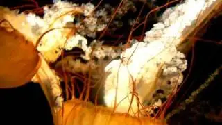 medusas, aguamalas, malaguas, aguavivas, l&aacute;grimas de mar