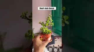 Creating a dwarf jade bonsai #plants #bonsai #jadeplant #moss
