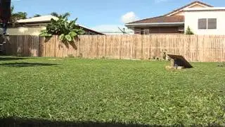 1/8 Thunder tiger first time jumping!