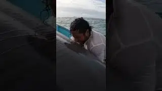 Saving a dolphin in the middle of a shark attack! 🦈🐬✨ #sharkattack