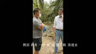 油棕樹靈芝病解決方案 Palm Oil Tree Ganoderma Disease Solution. PART TWO
