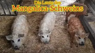 Die Laute des Mangalica Schweins #LoveNature