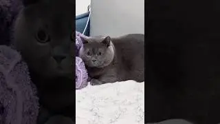 Training for the Cat-lympics: Gold medal in chaos.#comedycat #catlovers #foryou #funnycat