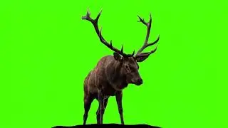 Deer Green Screen Video || Deer Green Screen || Chroma Key || Content For Creators