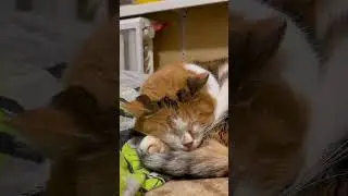 Relaxing video for sleep. Cute Cat purring for relaxation. Relax. ASMR Purr #purring #purr #relax