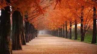 𝑭𝒍𝒂𝒗𝒐𝒓𝒔 𝒐𝒇 𝒕𝒉𝒆 𝑬𝒂𝒔𝒕 : Relaxing Sounds and Sites of the Far East.