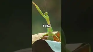 Meet Mantis: The Big Bug with Superpowers! #shorts