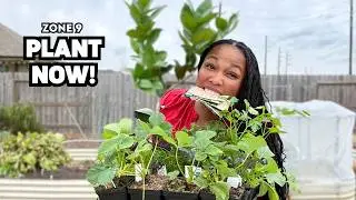 20+ Plants Thriving in Zone 9 Right Now
