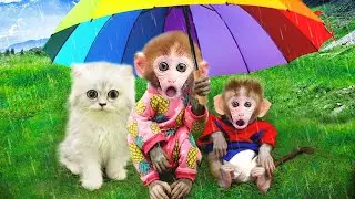🙉Animals Home Monkey baby Bi Bon helps dad take care of MiMi cat and eat fruit | Funny video