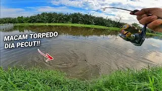 Ikan Ini Pecut Macam TORPEDO!!