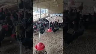 Pure Black Australorp Chicks Available/9996569551