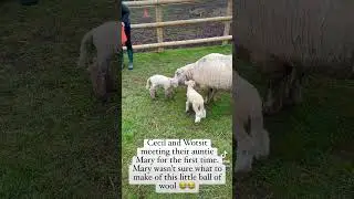 Cecil lamb meeting auntie Mary.😂. #cute #lamb #baby #sheep #therapy #farm #aniamls #love #care