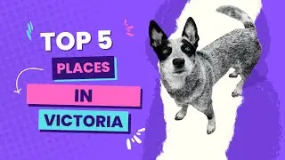 Top 5 places in Victoria to take your dog