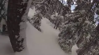 Februburied 2-8-20 Keystone Diamond Back Trees