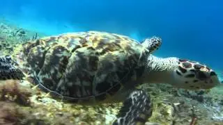 Tortuga cozumel