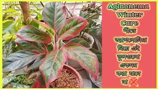 শীতে Aglaonema গাছের পরিচর্যায় এই ভুলগুলো একদম ই করা যাবে না ❌ Aglaonema plant care during winter.