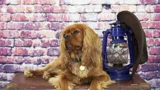Creative Talking Points Canine Photography