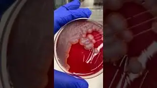 Microbiology podcast