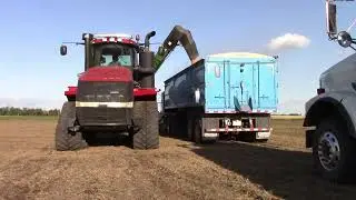 Aug  23, 2025, Harvesting Yellow Peas, Amina Farms Inc. Saskatchewan, Canada