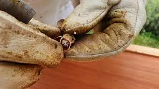 cellule royale contenant une abeille morte